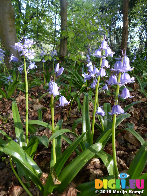 FZ028725 Bluebells in Heath Park